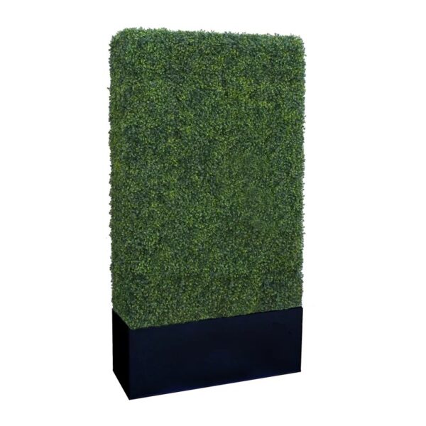 Boxwood hedge wall rental